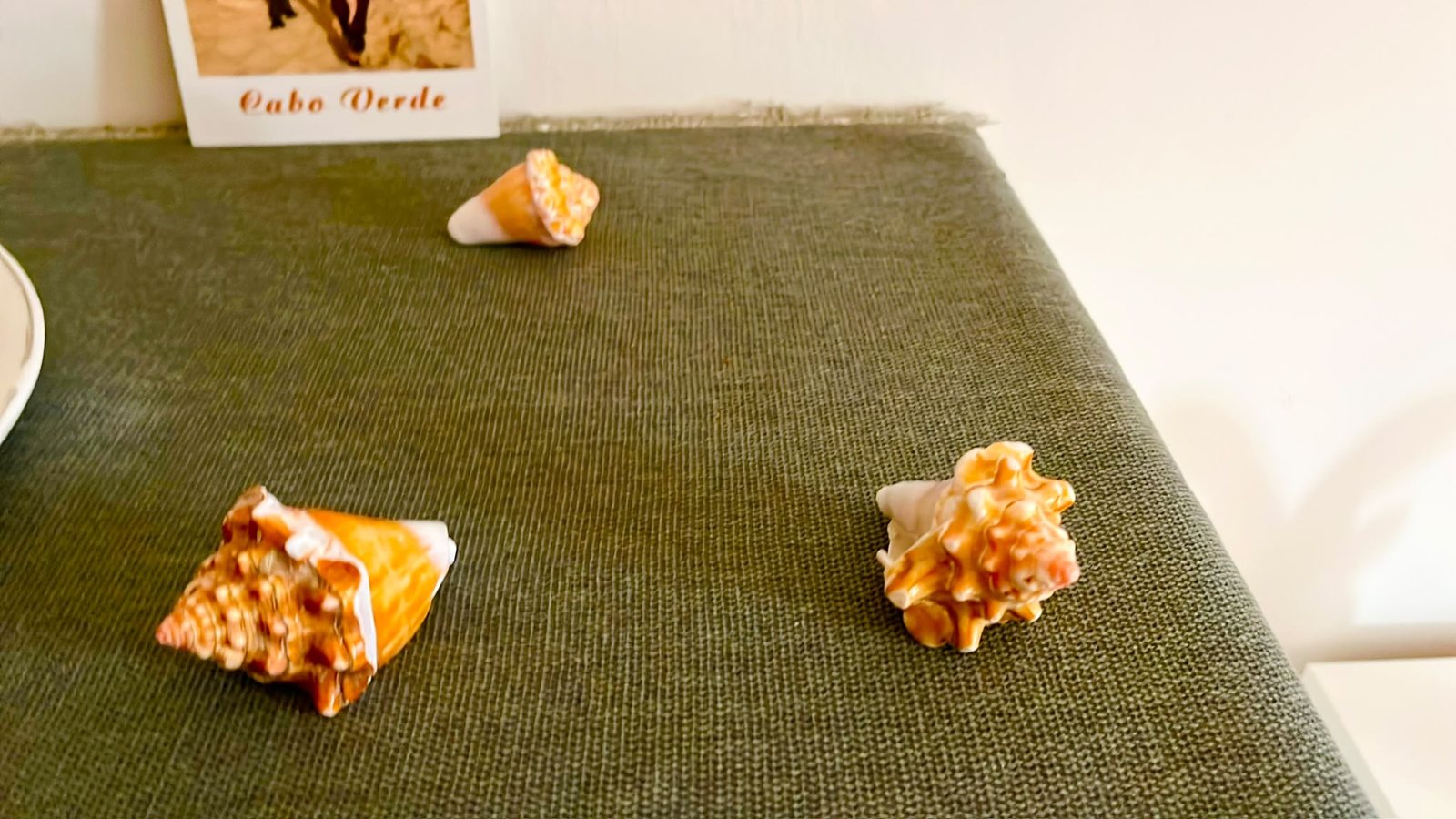 Gesammelte Muscheln von der Küste Boa Vistas