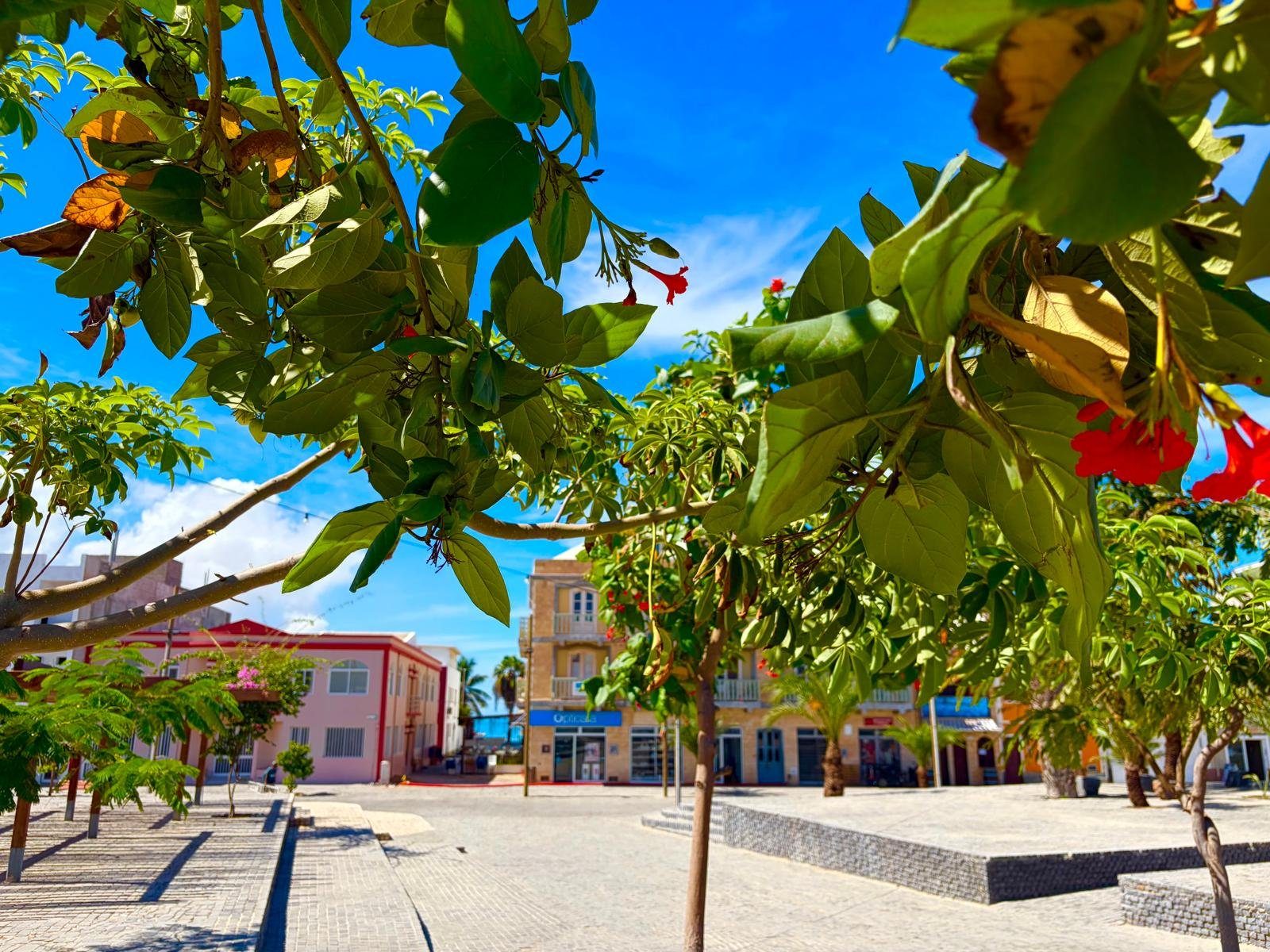 Blühende Bäume vor dem Platz in Sal Rei unter blauem Himmel